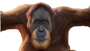 Orangutan PNG-31380